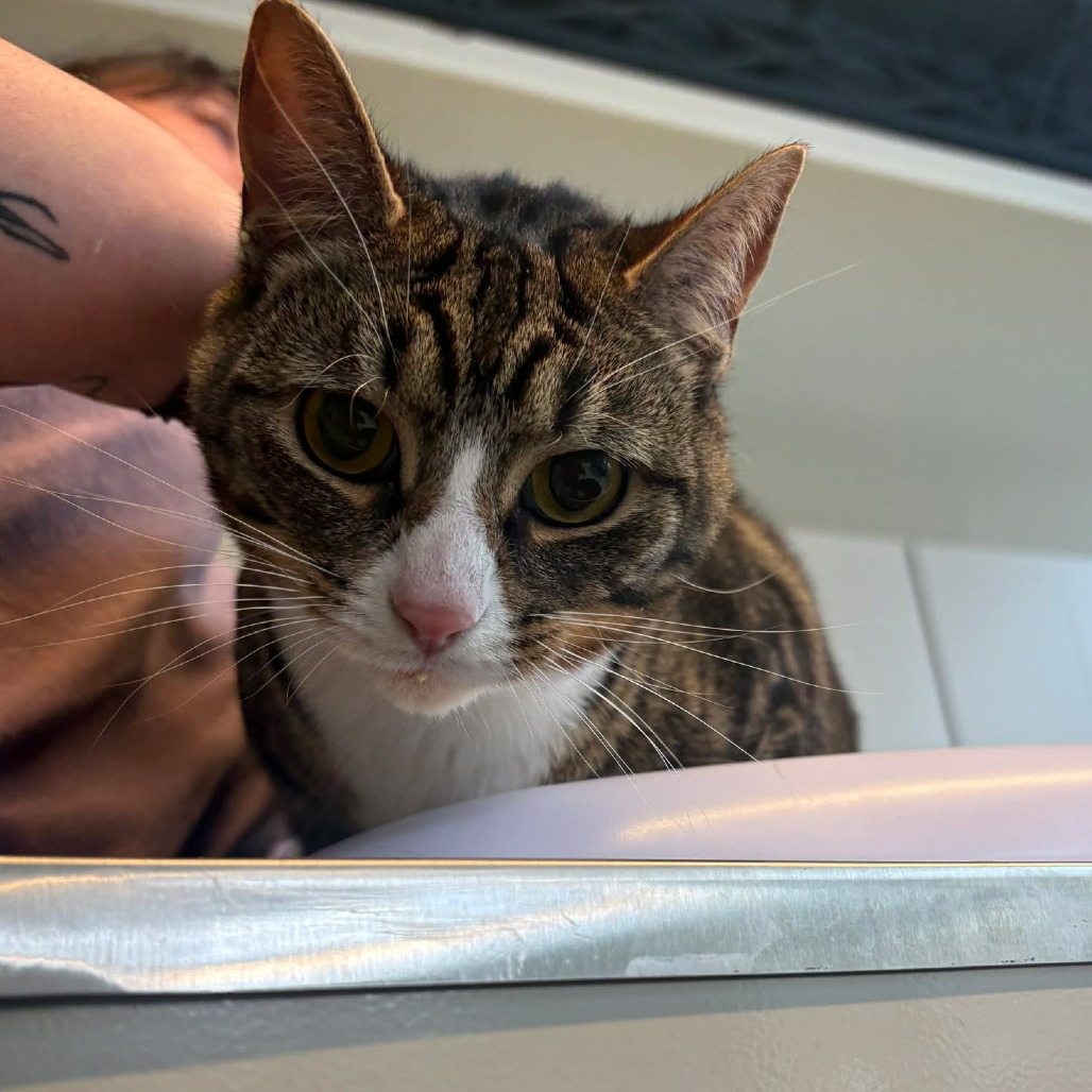 Lilly — thumbnail 2