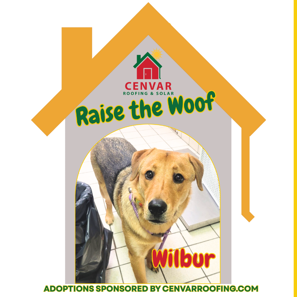 Wilbur — thumbnail 5