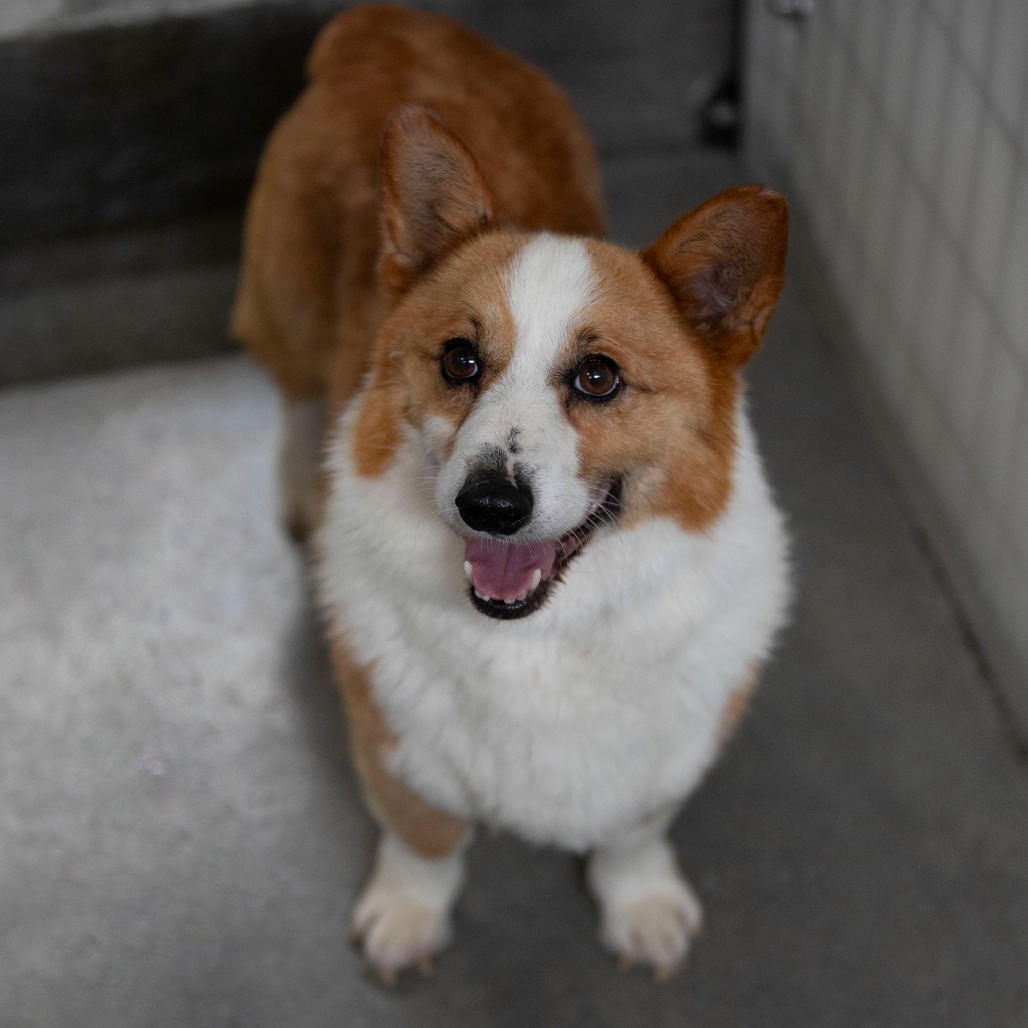 PICKLES (AG26-284) - Corgi / Pembroke Welsh available for adoption