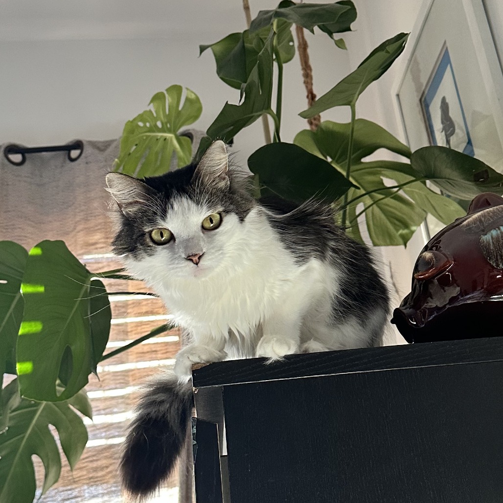 Blossom- $0 Adoption Fee!