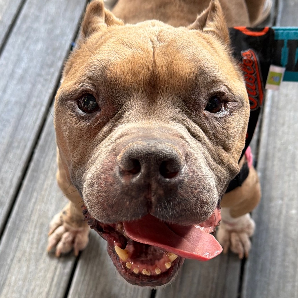 Dink, photo 30