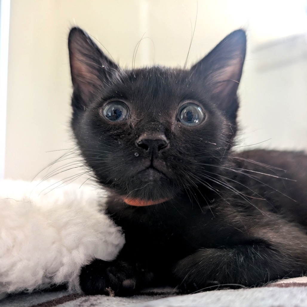 SPYRO (ORANGE) - Domestic Shorthair available for adoption