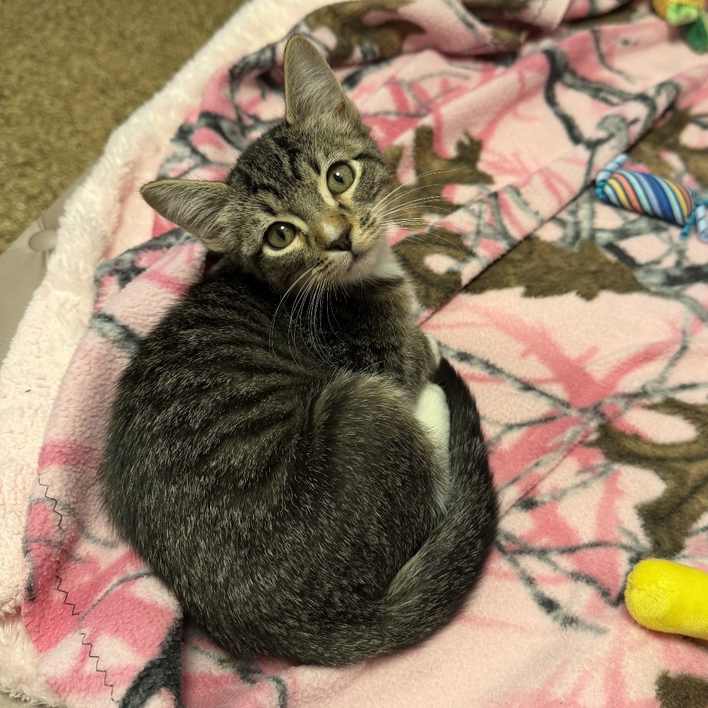 Samson : Male 4 Domestic Shorthair