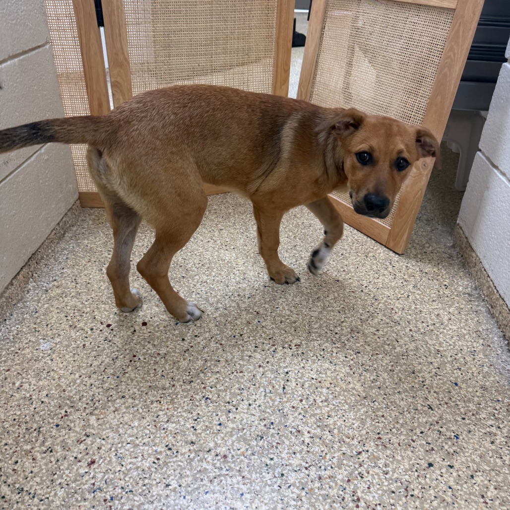 LILY - Mixed Breed (Medium) available for adoption