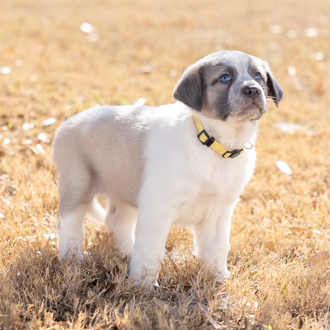 Daffodil — thumbnail 8