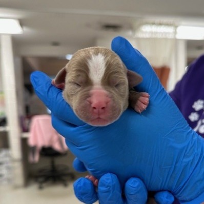 Cyan — thumbnail 3