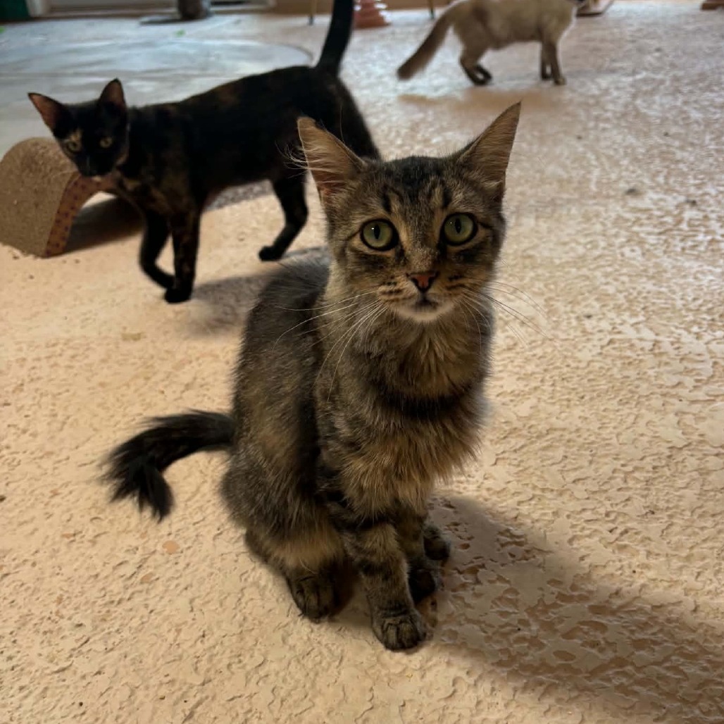 ARIEL - Domestic Medium Hair for adoption in Las Cruces