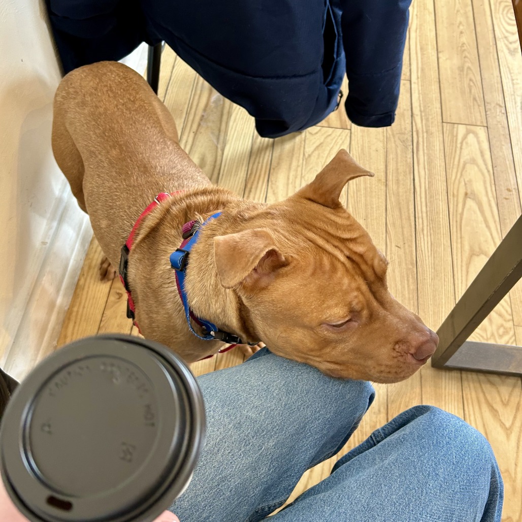 Photo of Minestrone 14