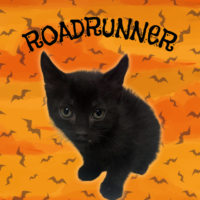 ROADRUNNER - Domestic Shorthair available for adoption