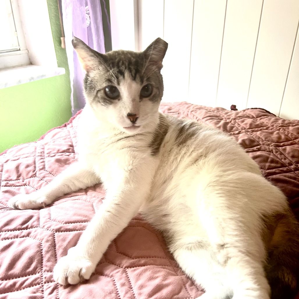 Arlo, photo 7