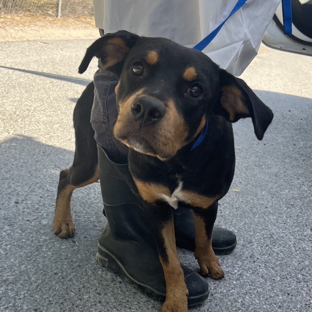 BUTTER - Rottweiler / Mix available for adoption