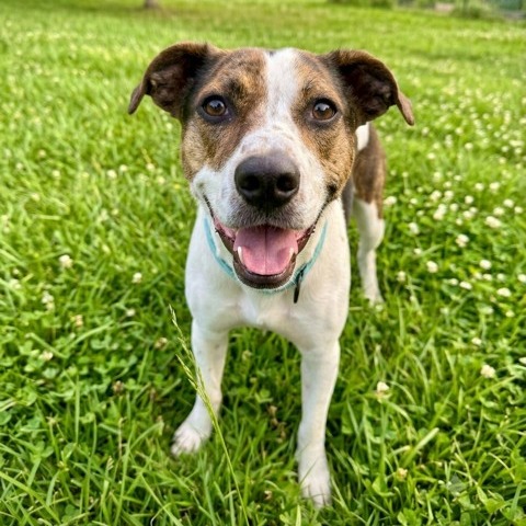 TULA *DEAF* - Beagle / Mixed Breed (Medium) available for adoption