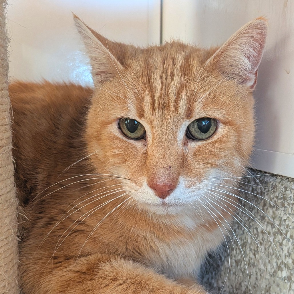 CHARLES - Domestic Shorthair available for adoption