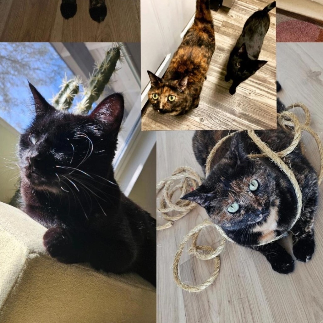 Cantaloupe picture #3