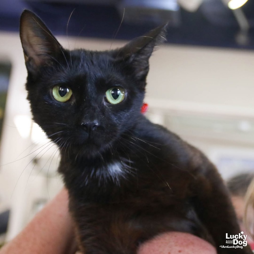 MARTHA - Domestic Shorthair available for adoption
