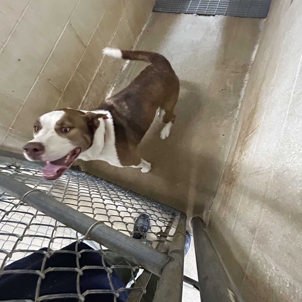 HANK - Husky / Terrier, Pit Bull available for adoption