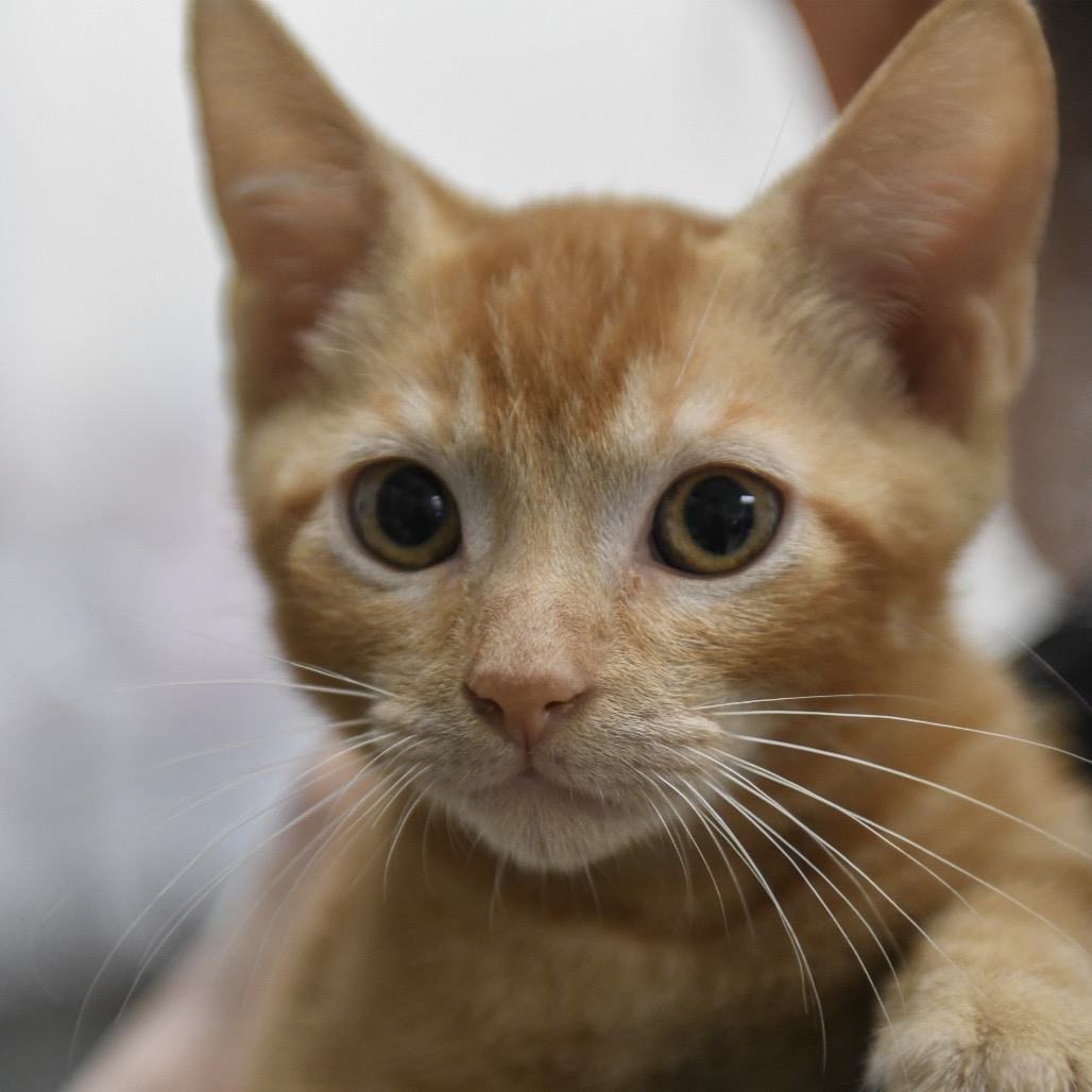 Hokulani - Domestic Shorthair
