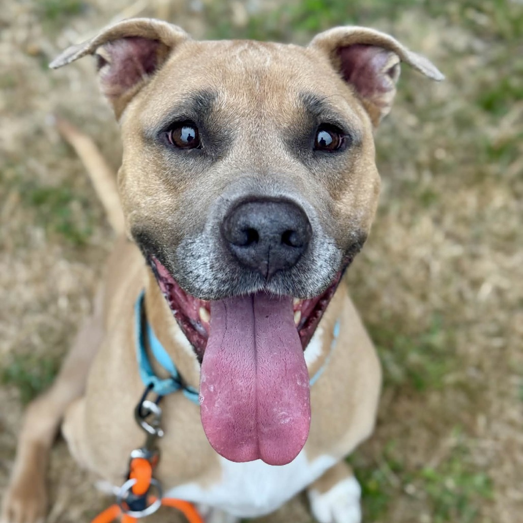 Pit Bull