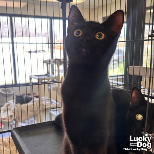 EDITH - Domestic Shorthair available for adoption