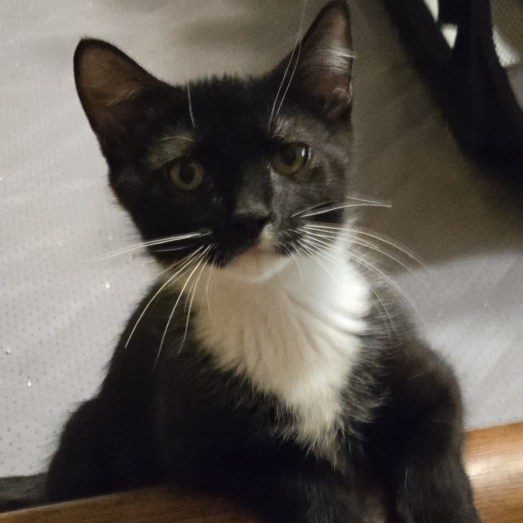 RHETT - Domestic Shorthair available for adoption