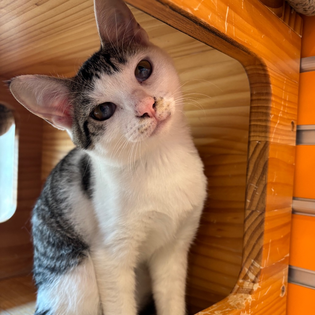 FAIRY GODMOTHER - Domestic Shorthair available for adoption