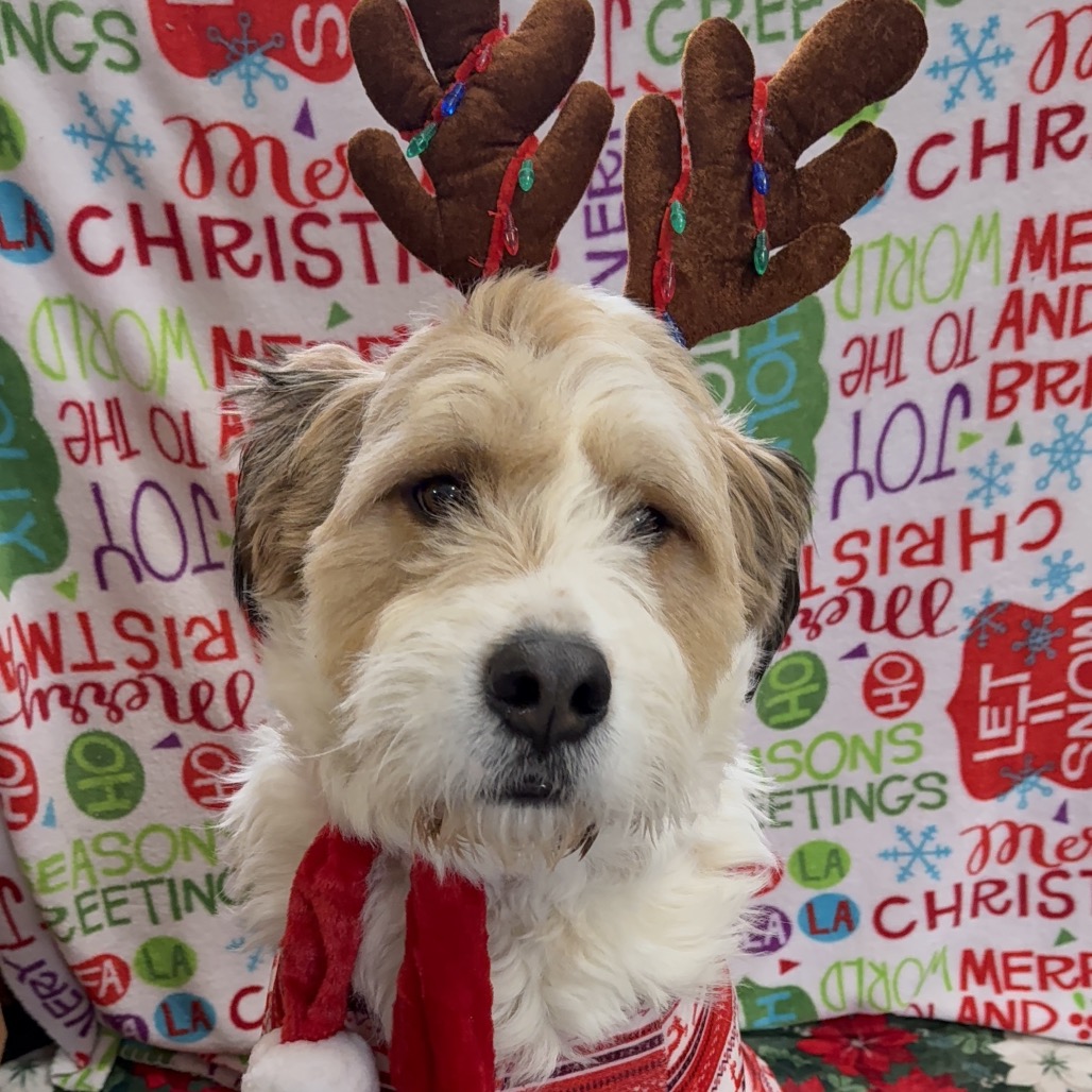 Compass Dog Rescue Hoss is available for adoption at Miles To Freedom Animal Rescue
