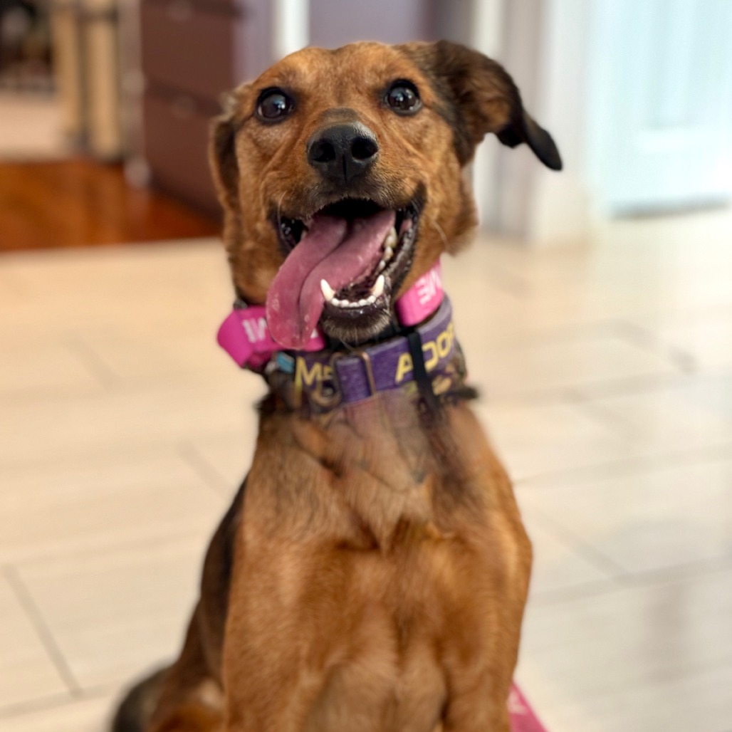 MARCELINE - Pinscher, German / Sheepdog, Shetland for adoption in San Antonio