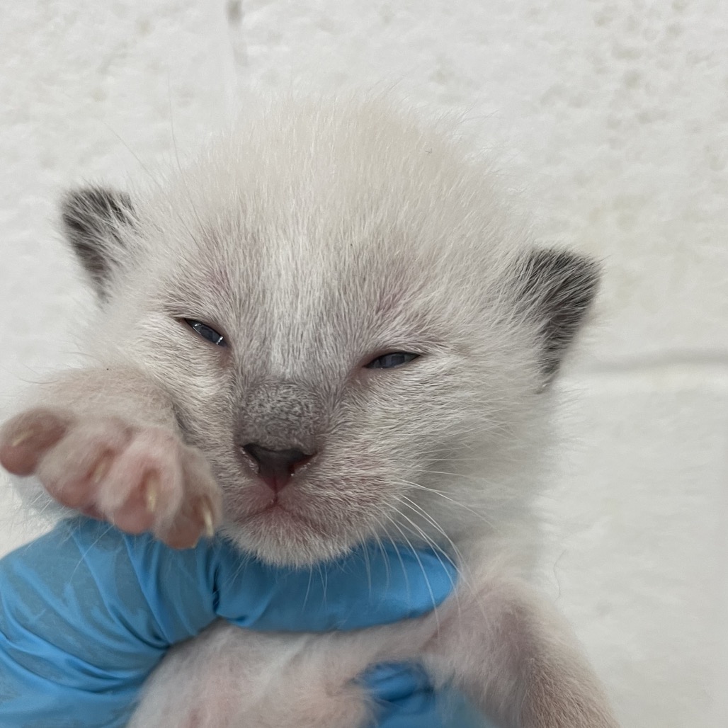 KITTY 3 - Domestic Shorthair available for adoption