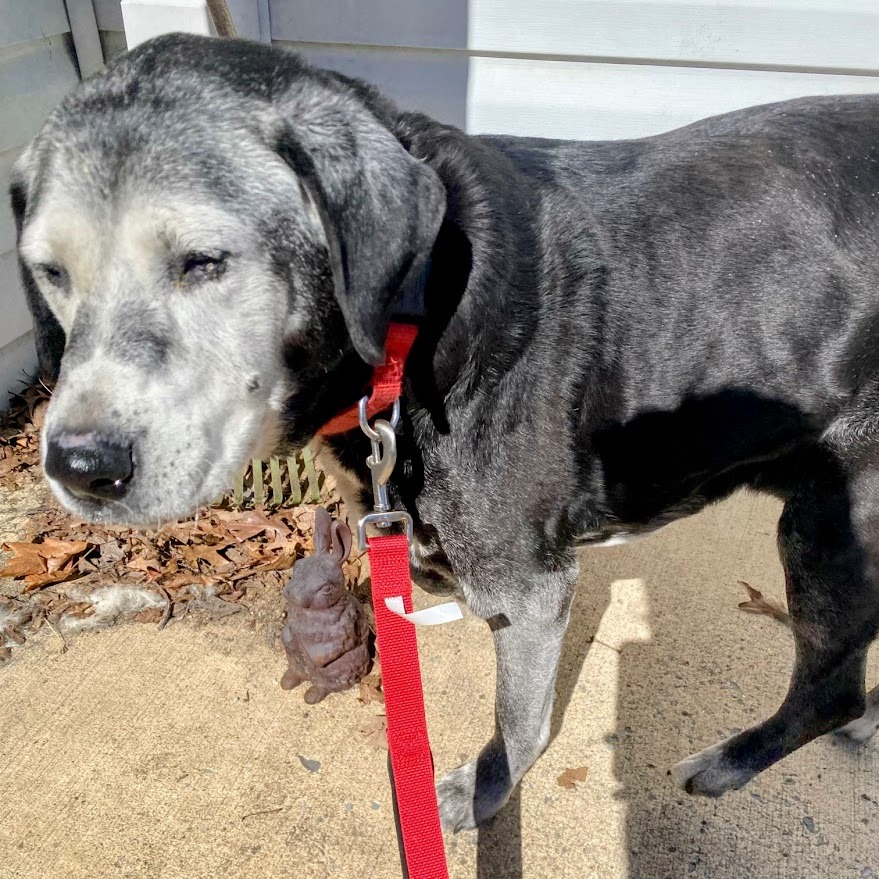 Allie — thumbnail 2