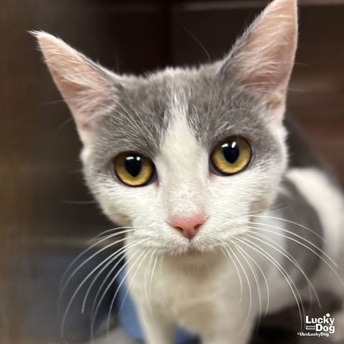 IDRIS - Domestic Shorthair available for adoption