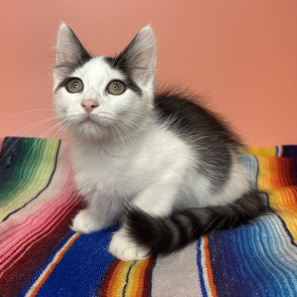 MARGOT - Domestic Shorthair available for adoption