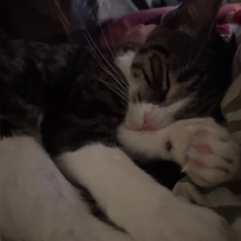 Carl, photo 8