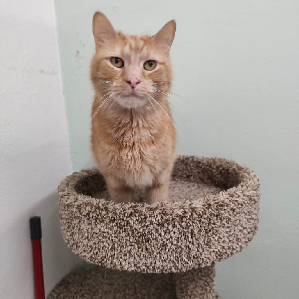 CHESTER - Domestic Shorthair for adoption in Las Cruces