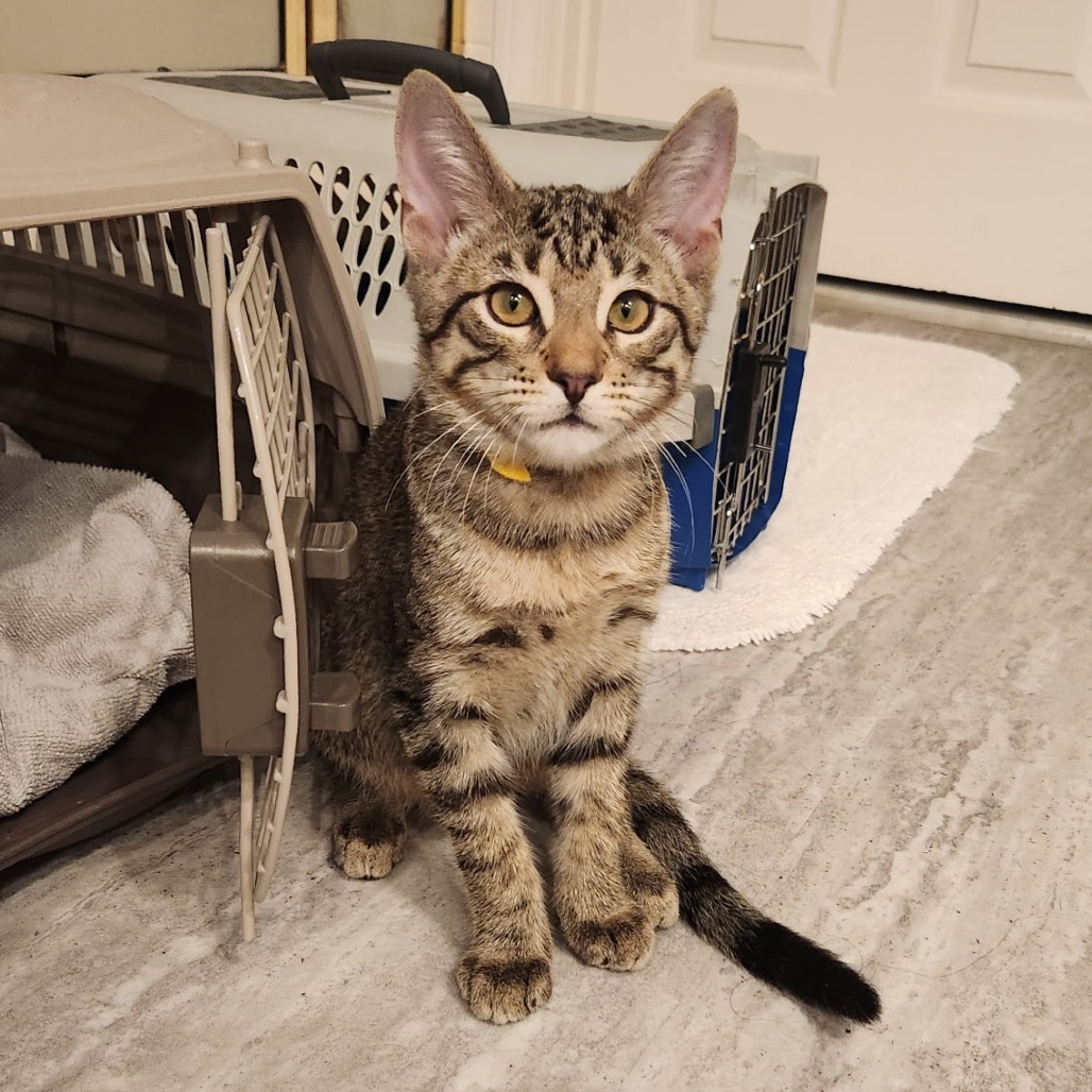 DALLAS - Domestic Shorthair available for adoption