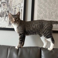 Camouflage--In Foster, photo 14