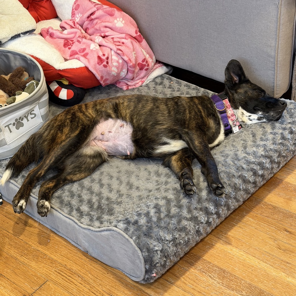 Persephone — thumbnail 2