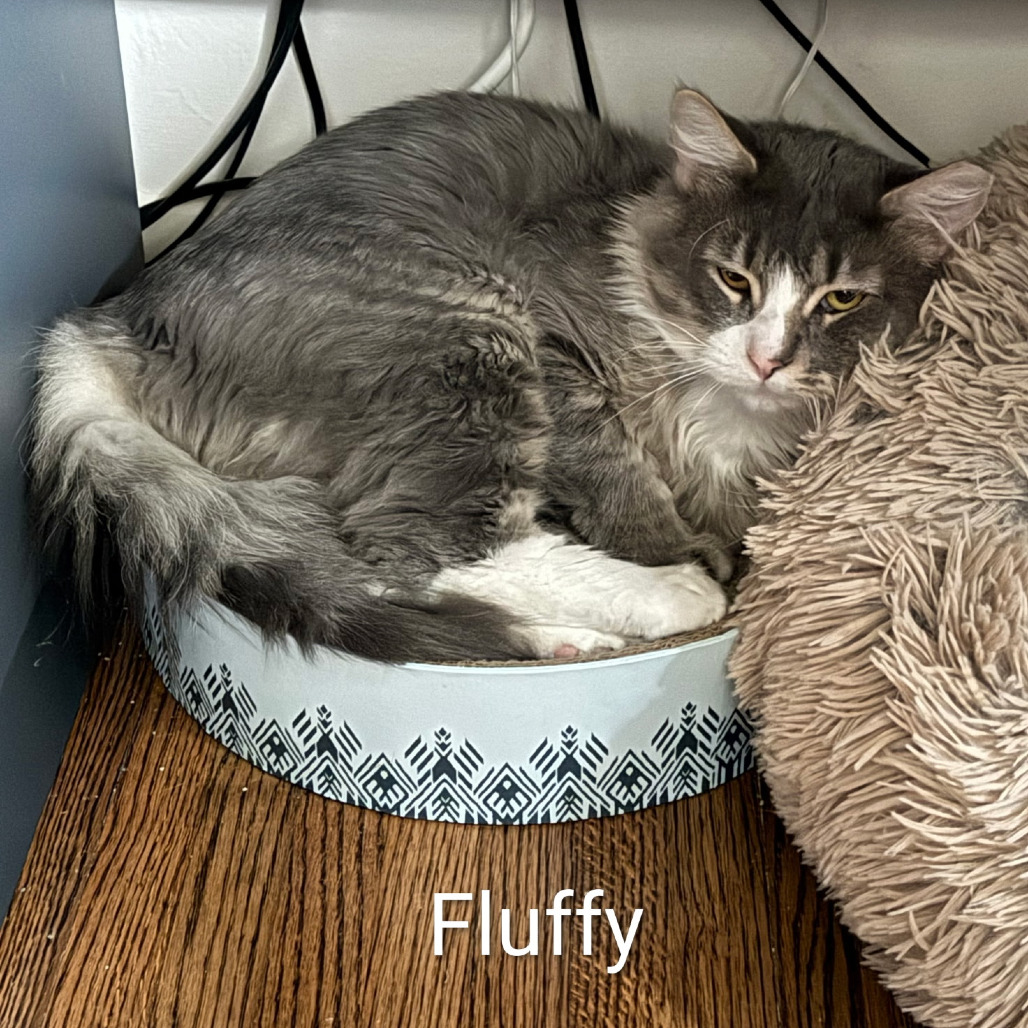 Fluffy @Paws and Purrs, an adoptable cat