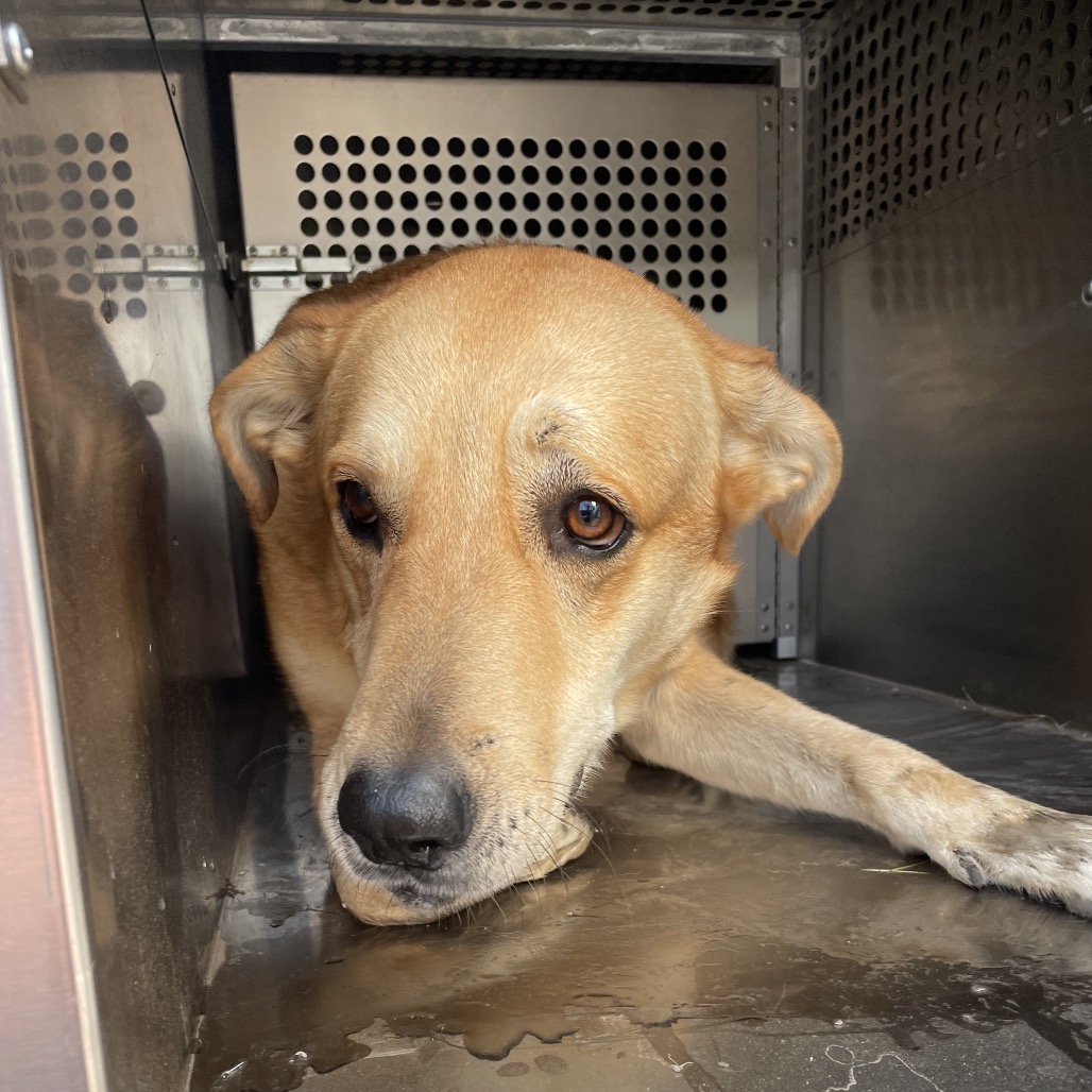 DEWDROP - Retriever / Labrador available for adoption