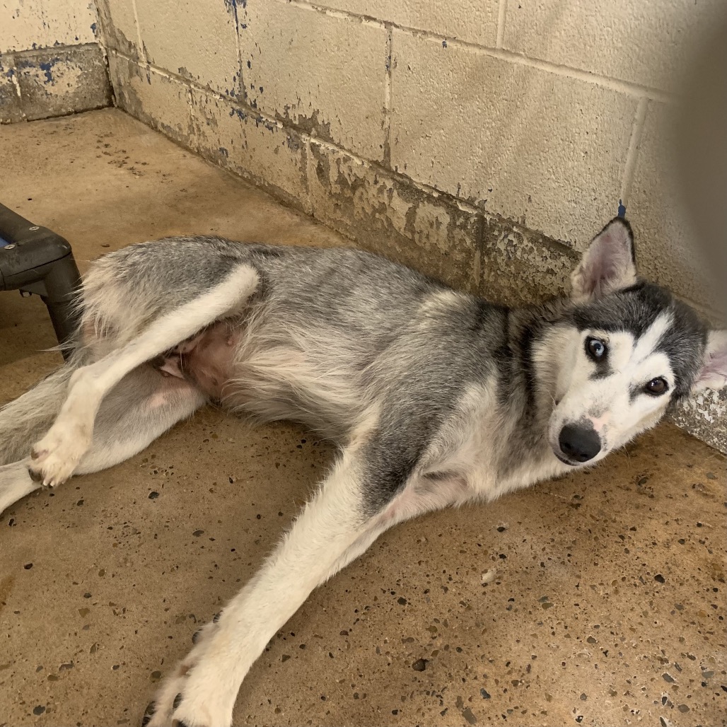 Aquaria, available for adoption at PVAS