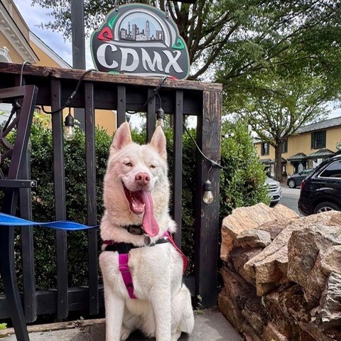 ECHO - Husky available for adoption