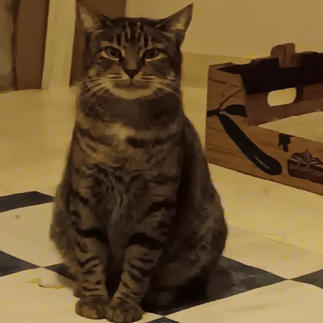 Missy — thumbnail 5