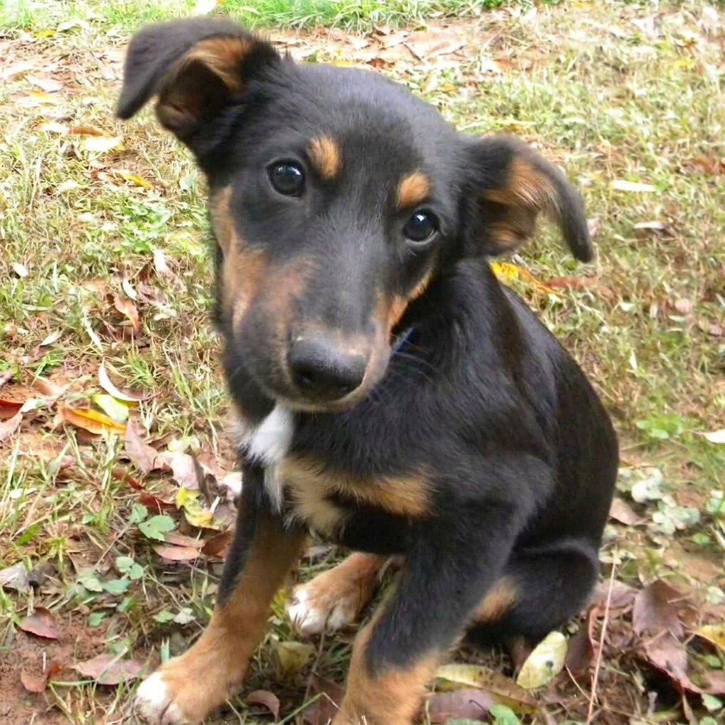 ZEKE - Mixed Breed (Medium) available for adoption