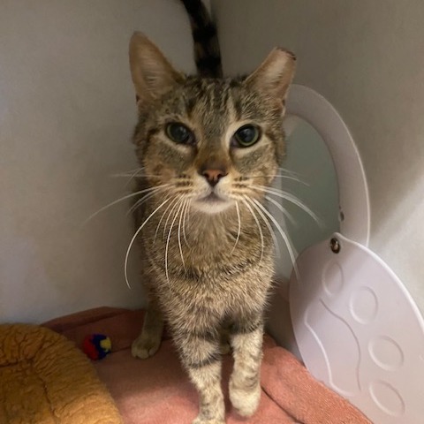HONEY - Domestic Shorthair available for adoption