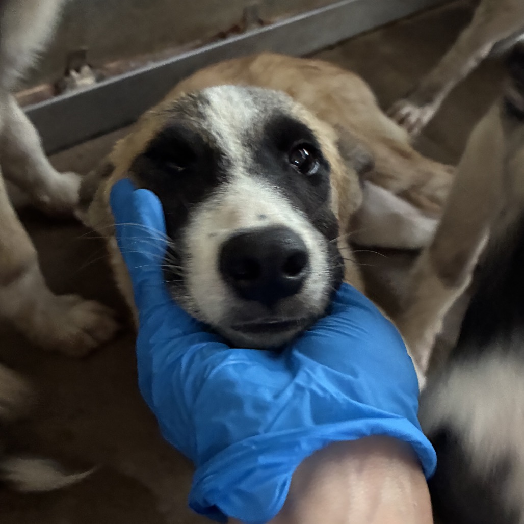 PIE - Husky available for adoption