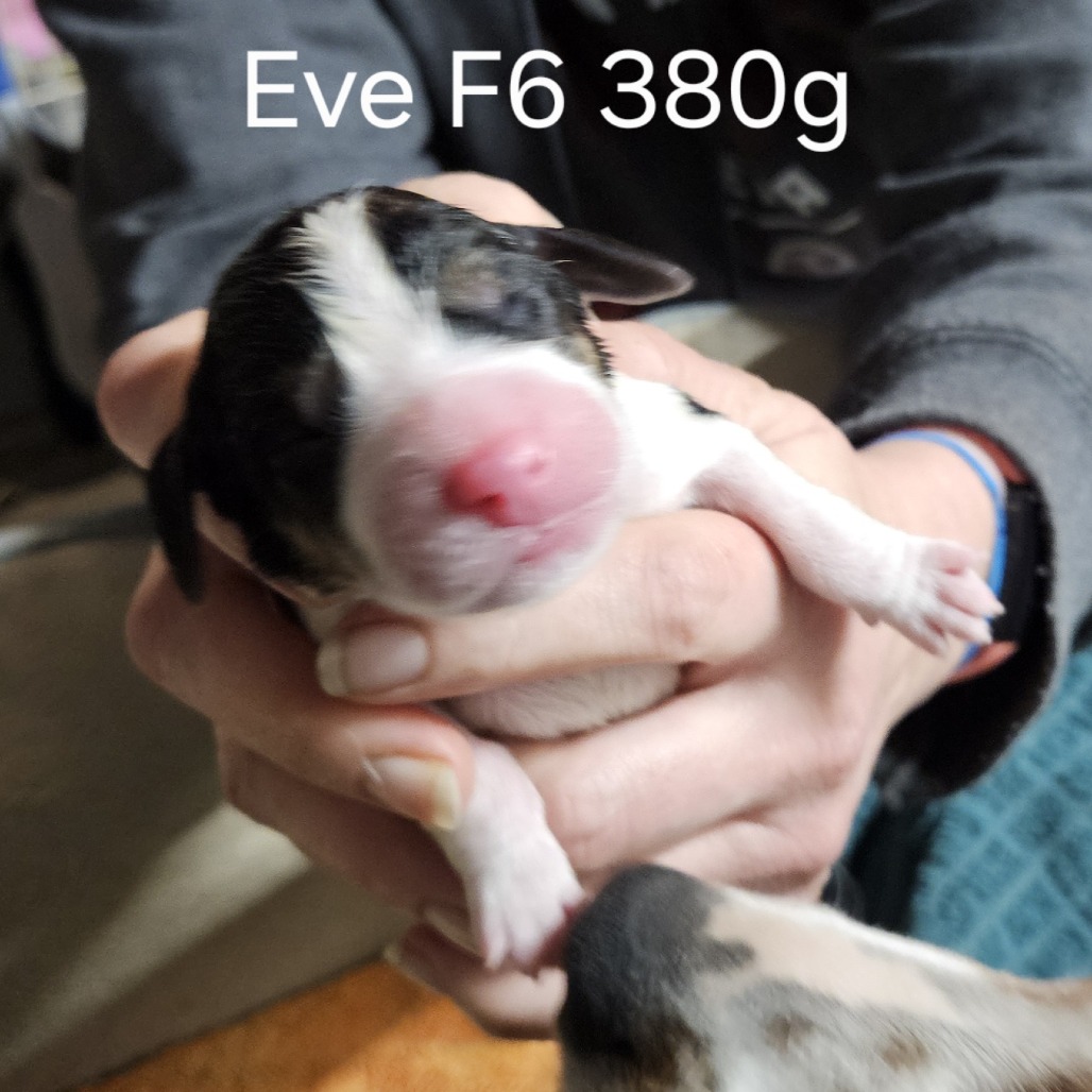 Eve's Pup- Marjorie — thumbnail 3