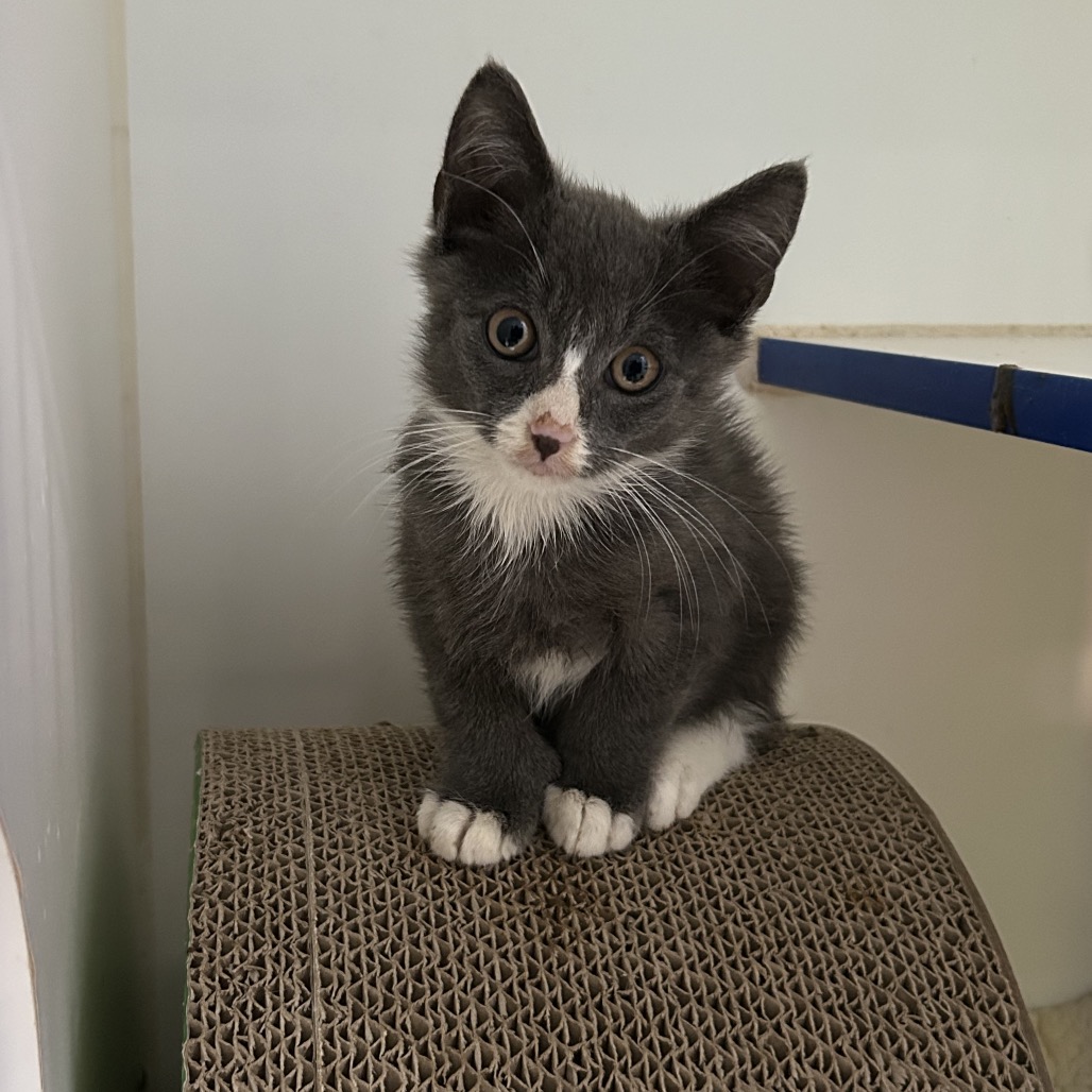 ZUCCHINI - Domestic Shorthair for adoption in Stamford