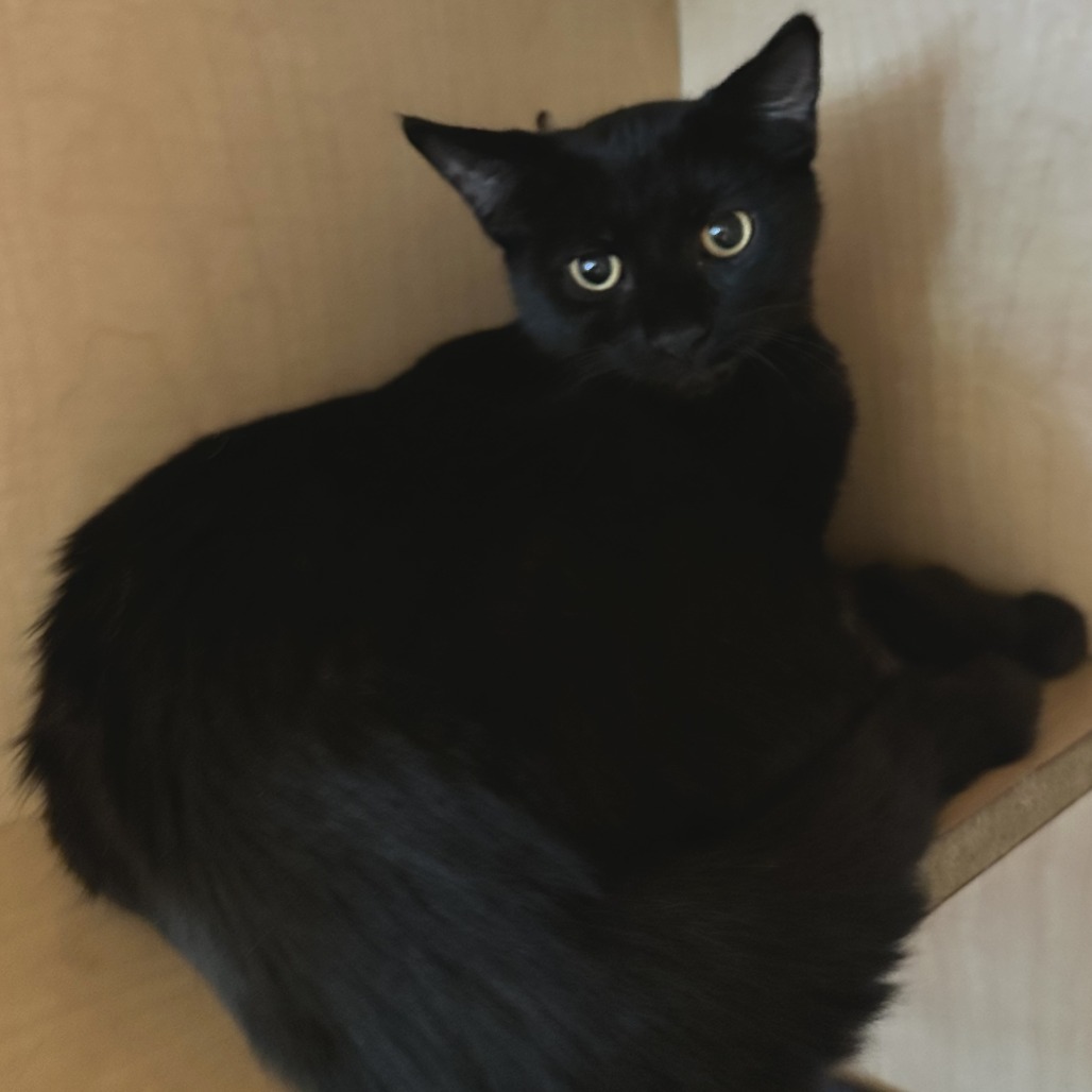 OBSIDIAN - Domestic Shorthair available for adoption