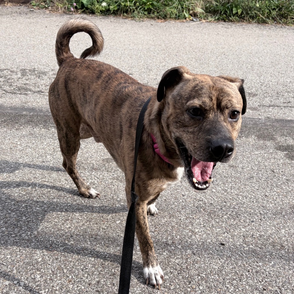 Photo of Baloo 3