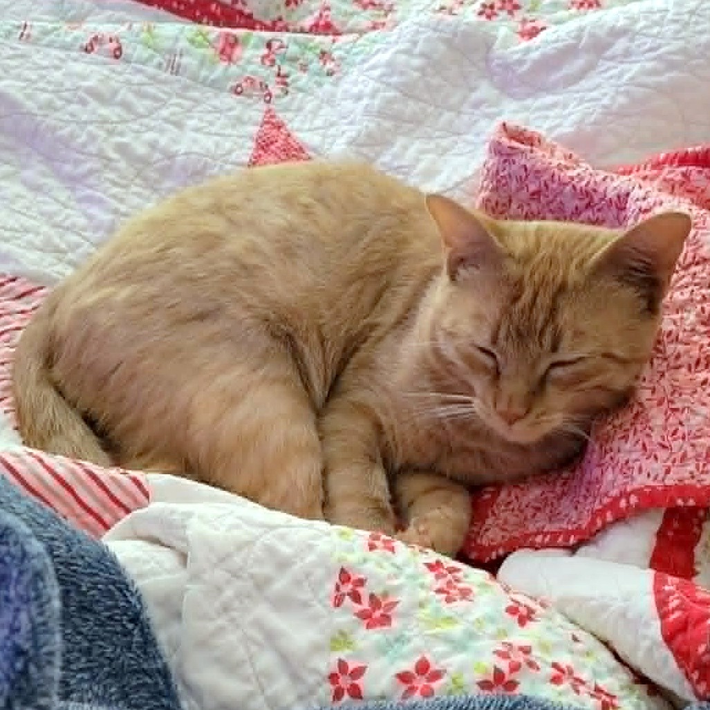Jasper, photo 5