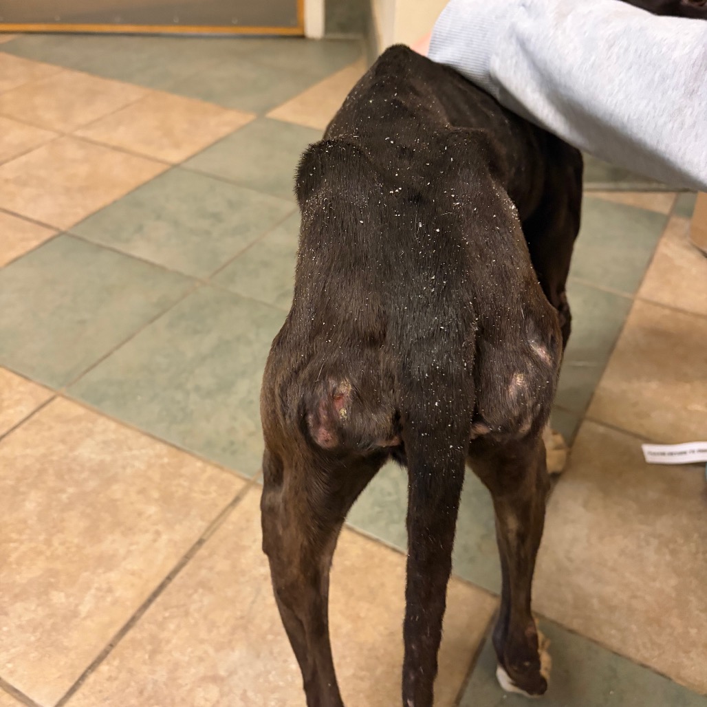 Oreo — thumbnail 3